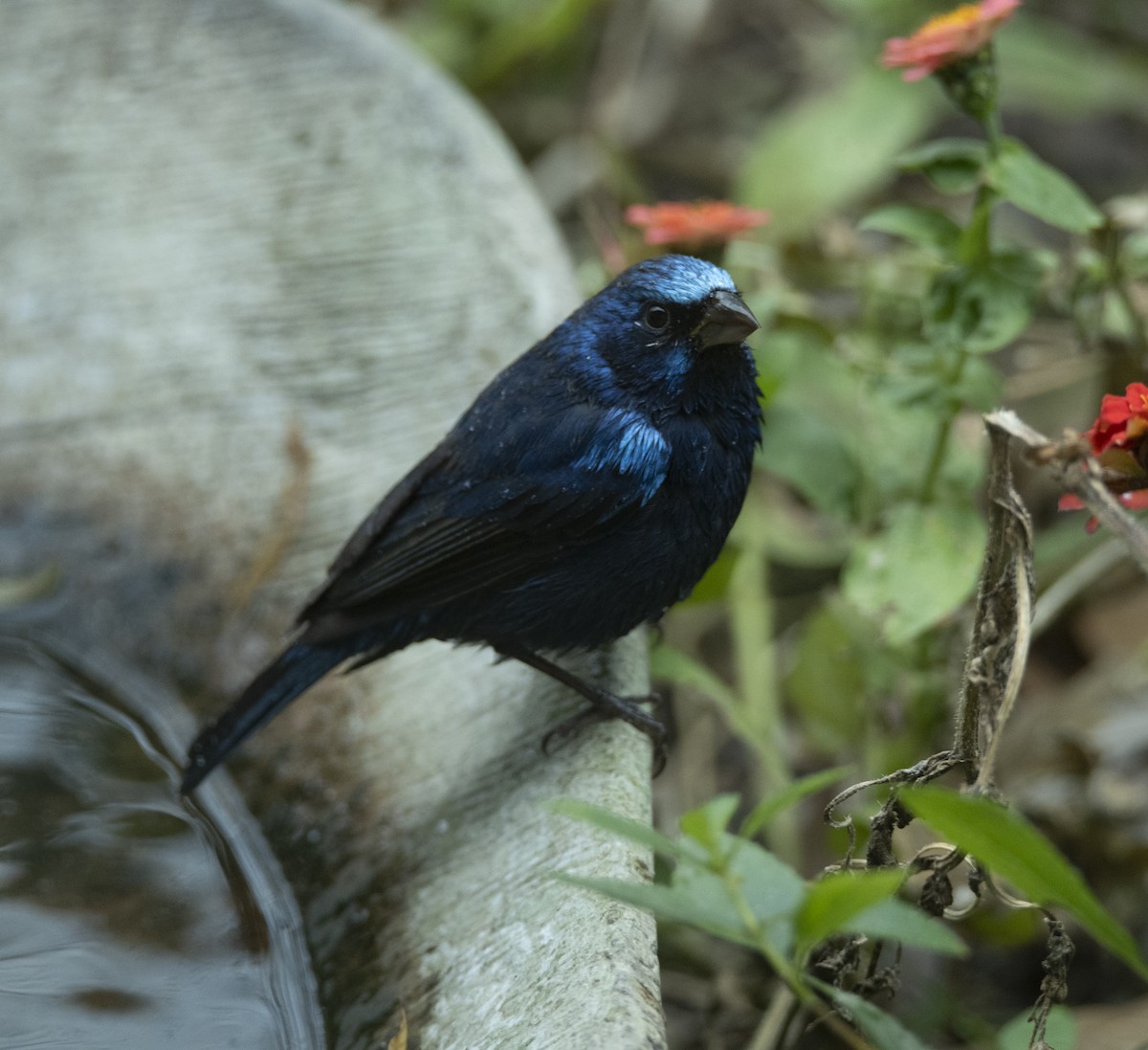 Blue Bunting - ML613526512