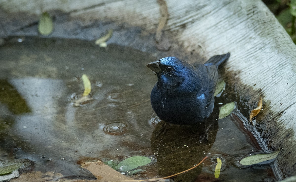 Blue Bunting - ML613526513