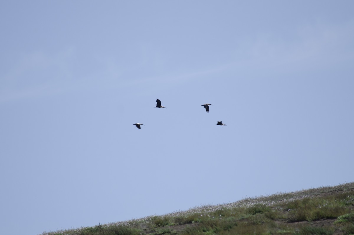 Black-faced/Andean Ibis - ML613526515