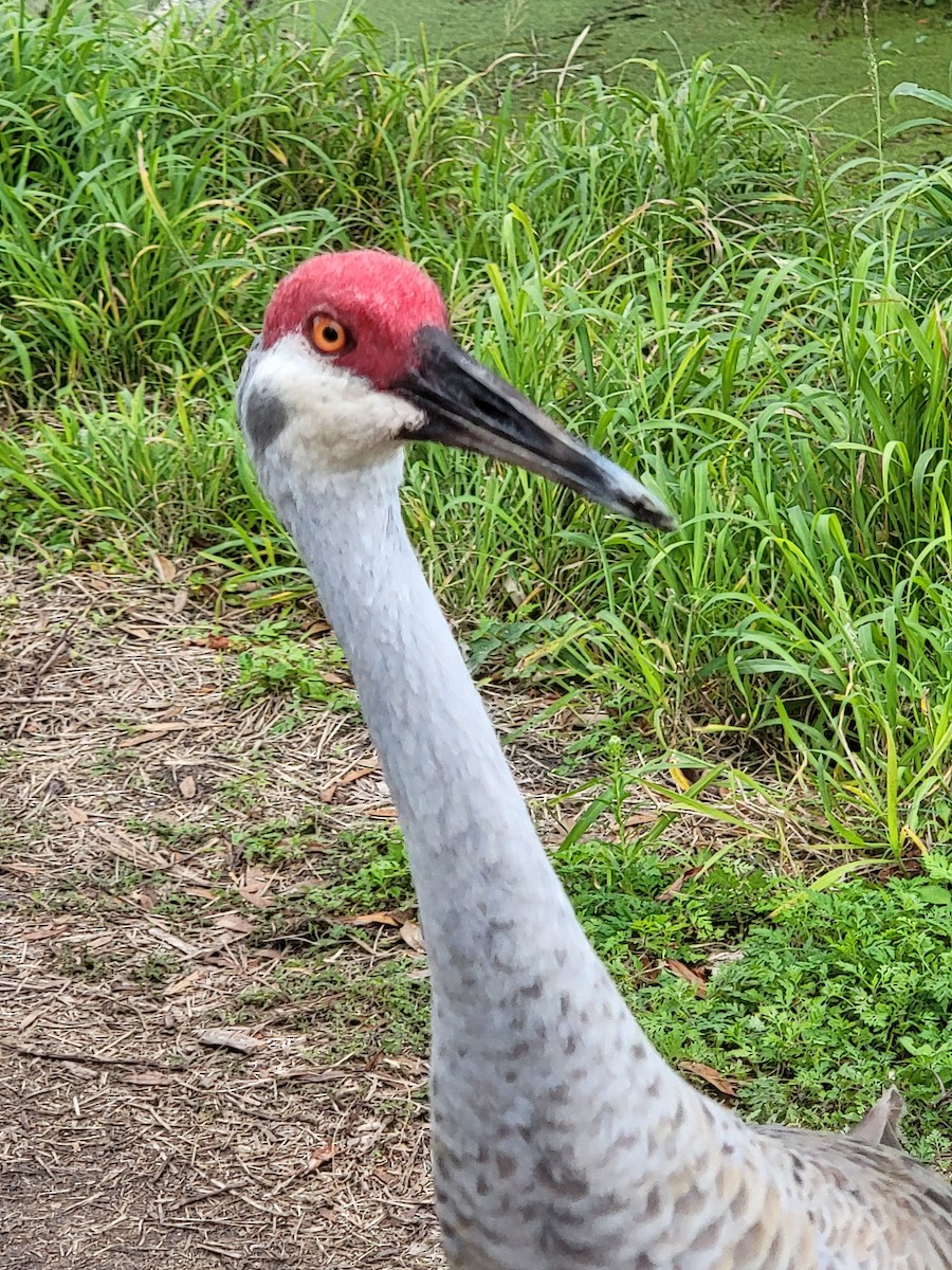 Sandhill Crane - ML613526518