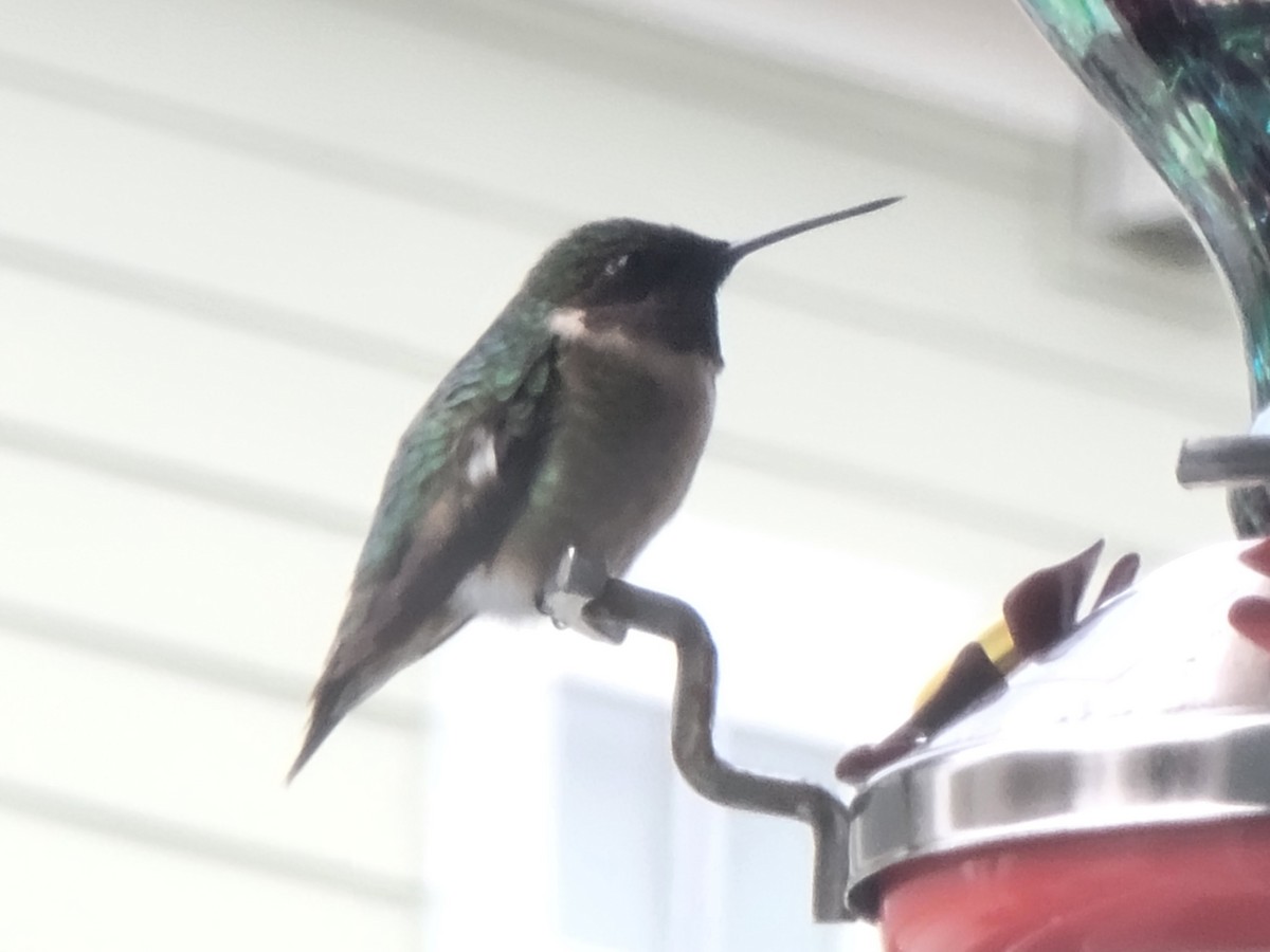 Ruby-throated Hummingbird - ML613526542