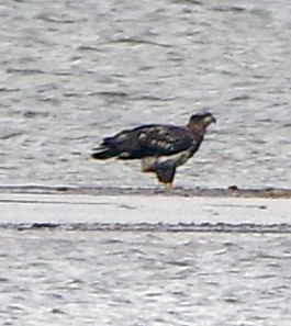 Bald Eagle - Bill Winkler