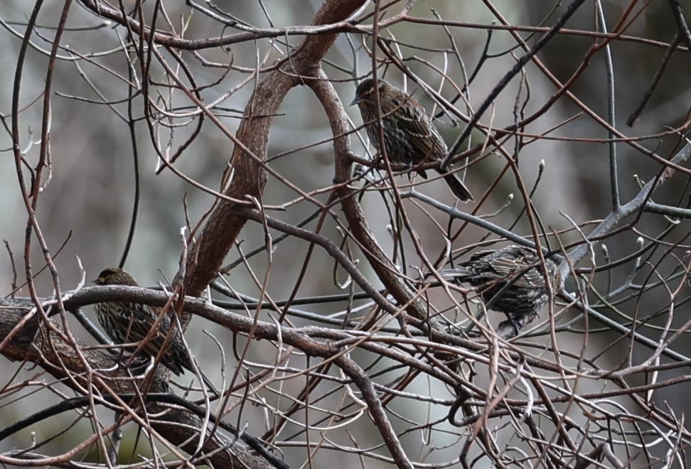 Red-winged Blackbird - ML613526659