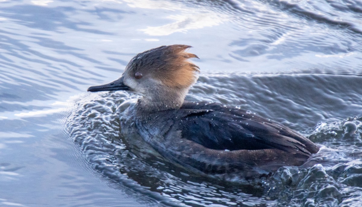 Hooded Merganser - ML613526672