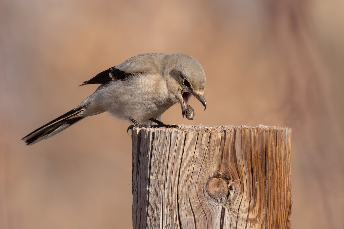 Northern Shrike - Lesley Tullis