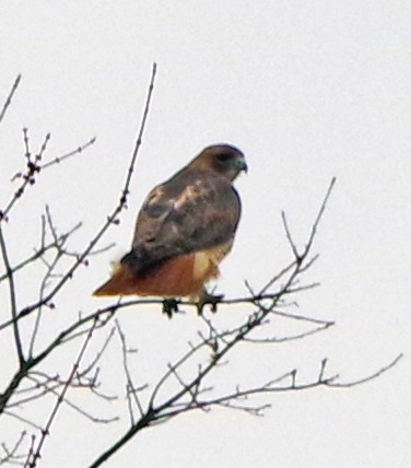 Red-tailed Hawk - Bill Winkler