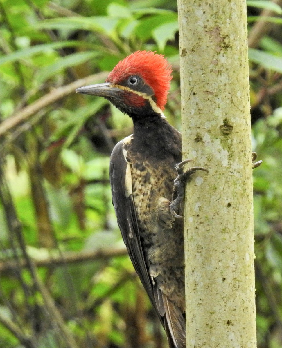 Lineated Woodpecker - Barb eastman