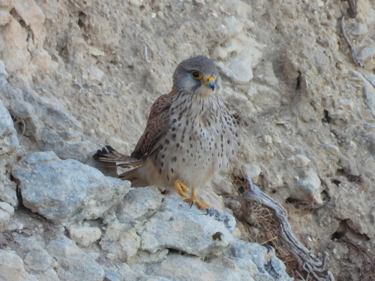 Eurasian Kestrel - ML613526822