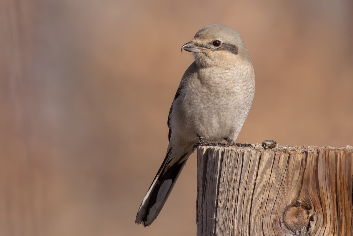 Northern Shrike - Lesley Tullis