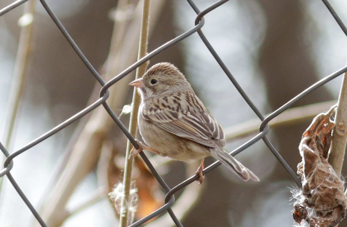 Brewer's Sparrow - Abril Heredia
