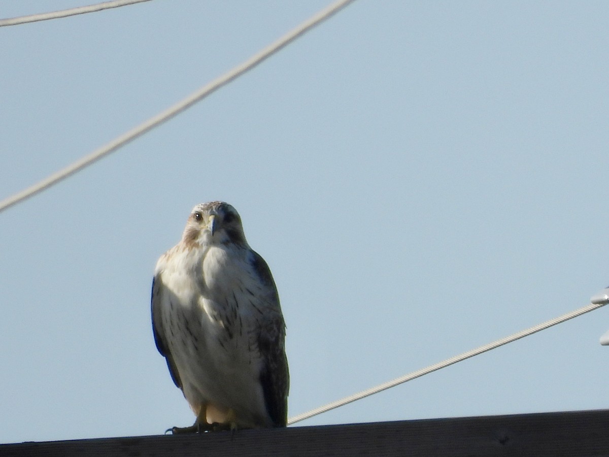 Red-tailed Hawk - ML613526926