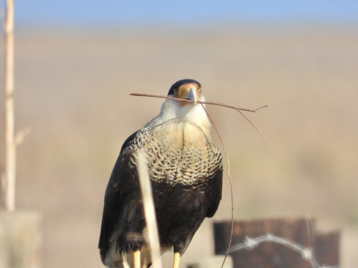 Caracara huppé - ML613526962