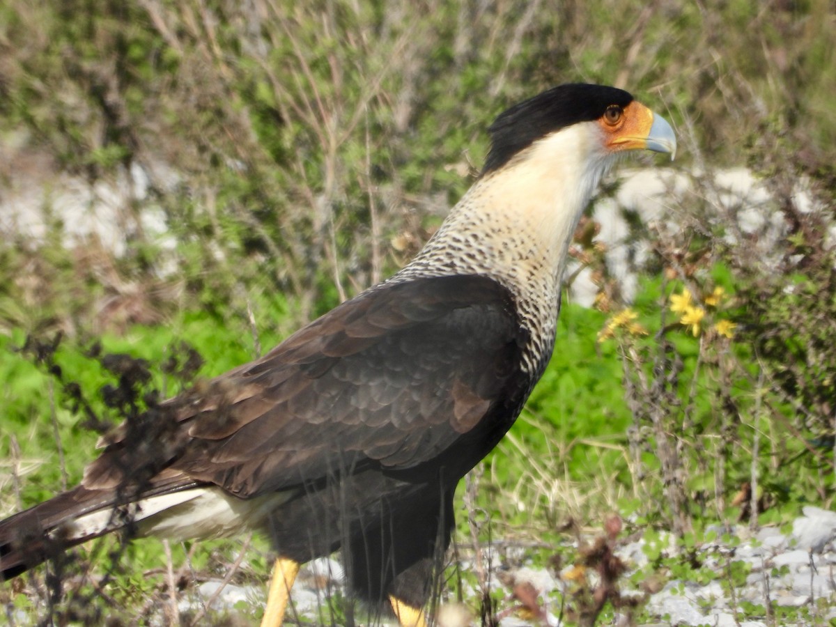 Caracara huppé - ML613526963