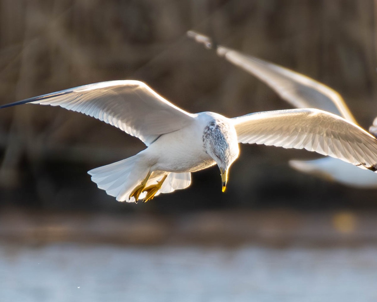 Ring-billed Gull - Andrew Nasuti