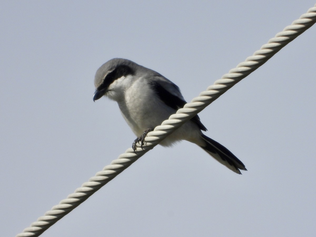 Loggerhead Shrike - ML613527006