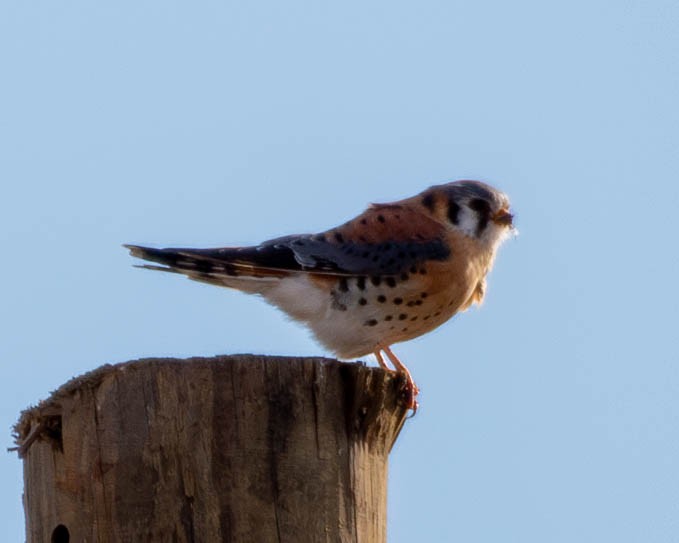 American Kestrel - ML613527014
