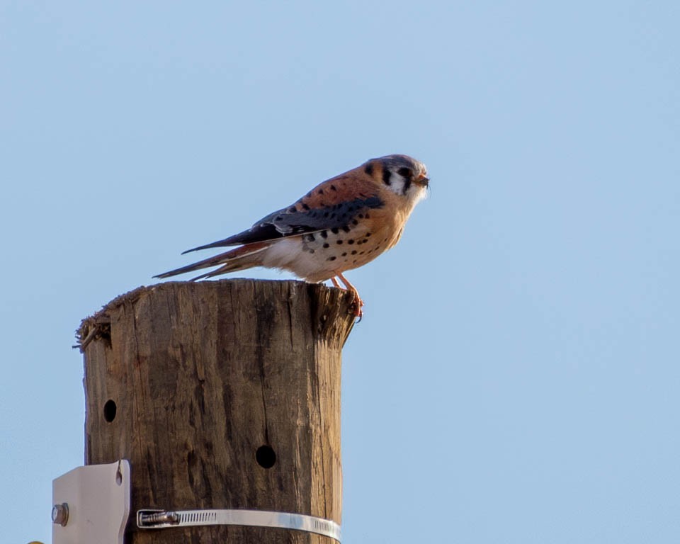 American Kestrel - ML613527018