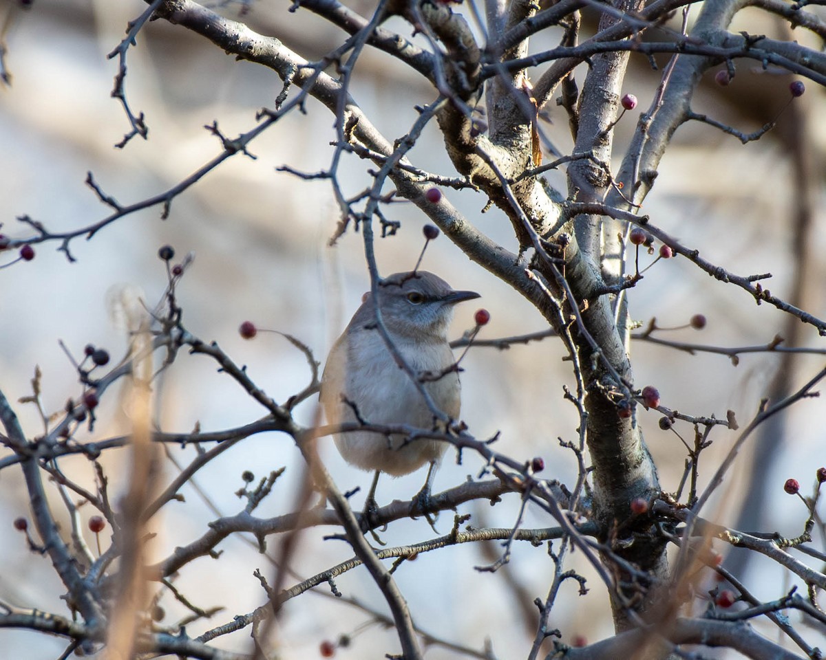 Northern Mockingbird - ML613527024