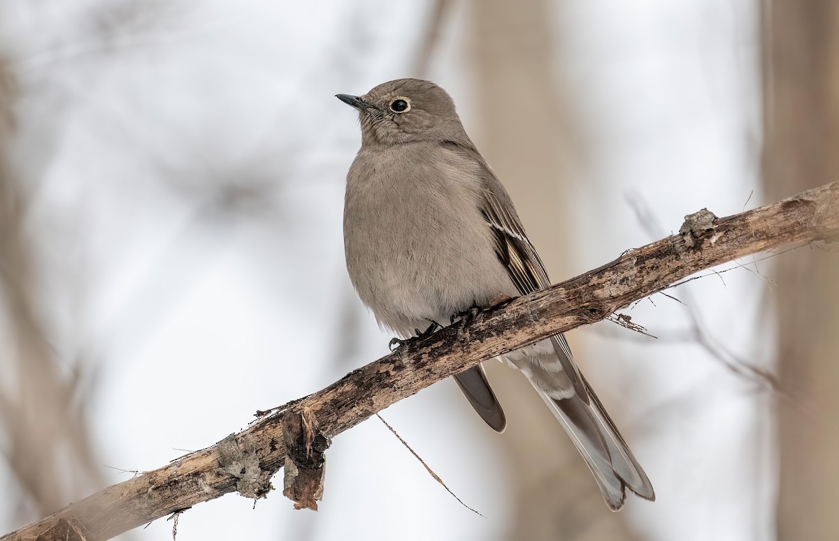 Townsend's Solitaire - ML613527084
