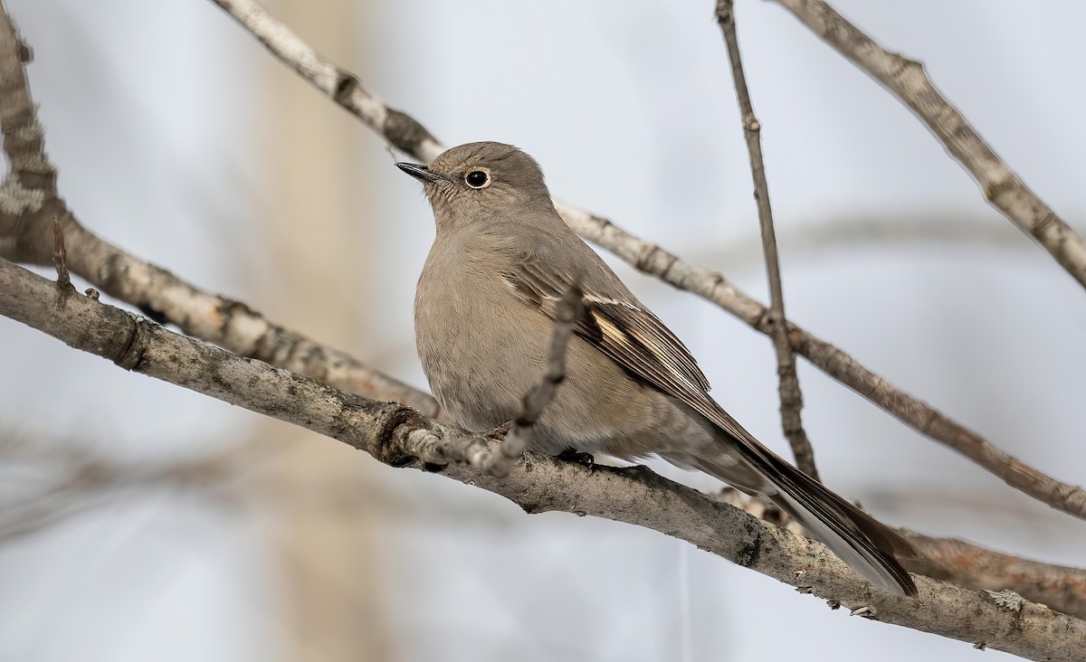 Townsend's Solitaire - ML613527085
