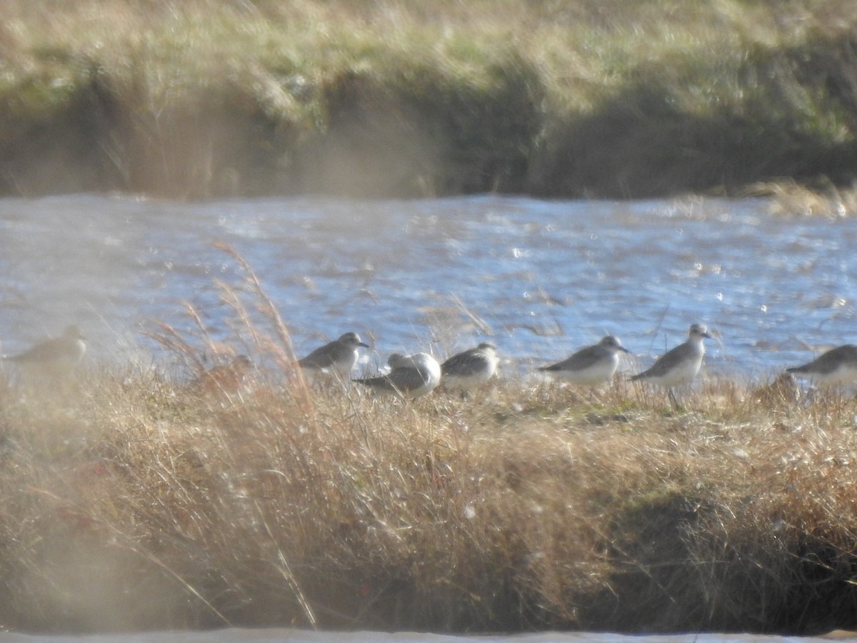 Black-bellied Plover - ML613527097