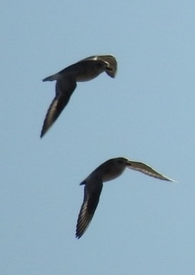 Black-bellied Plover - ML613527099