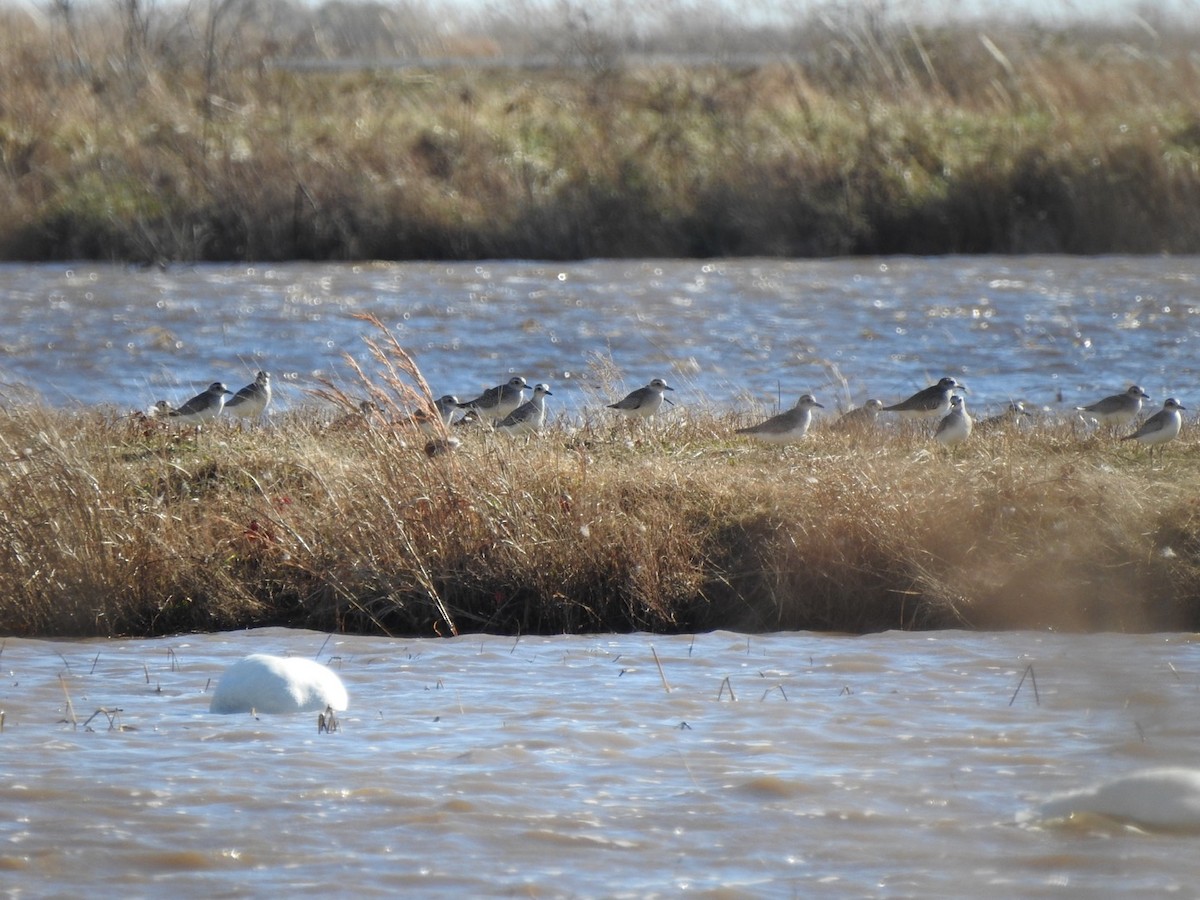 Black-bellied Plover - Sean McGuinn