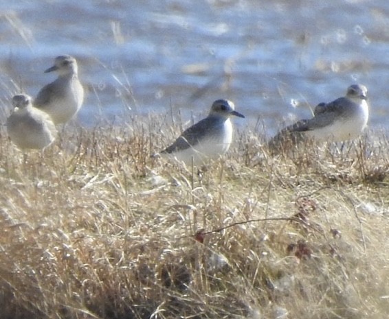 Black-bellied Plover - ML613527101