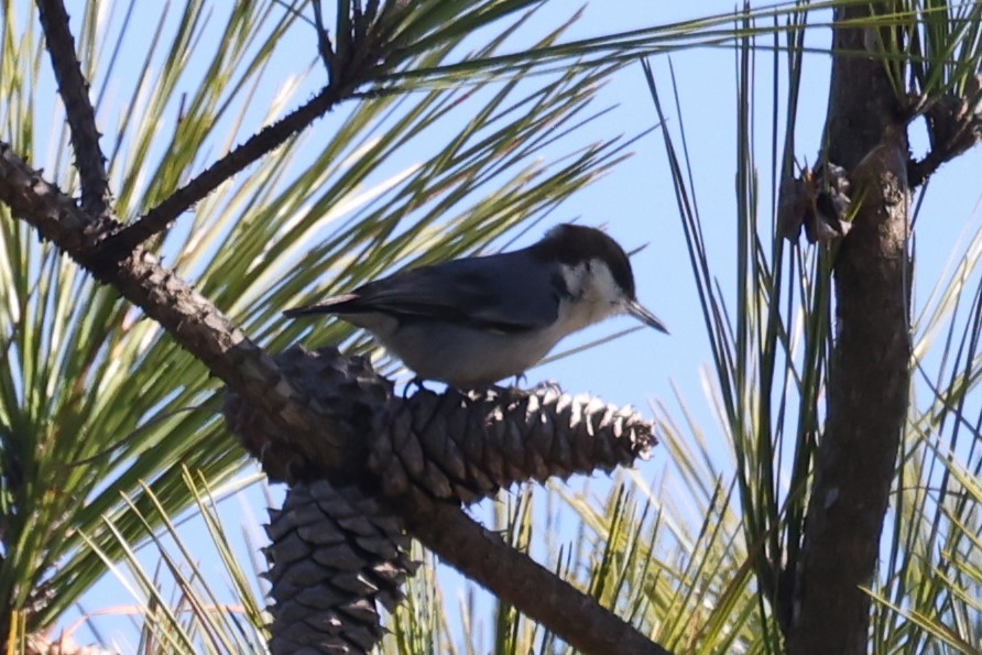 Brown-headed Nuthatch - ML613527127