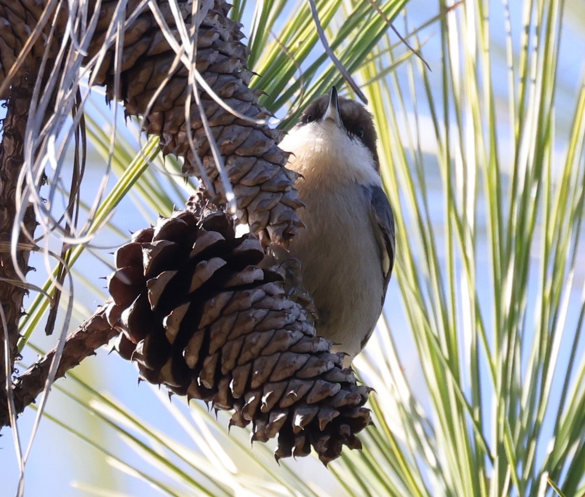 Brown-headed Nuthatch - ML613527128