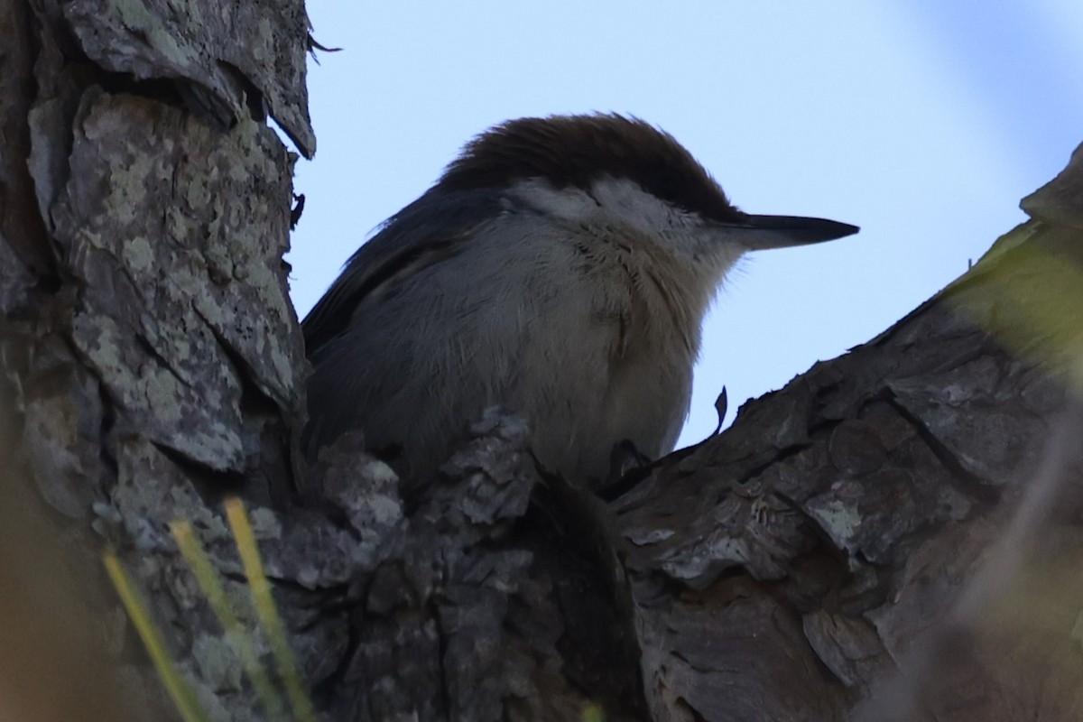 Brown-headed Nuthatch - ML613527129