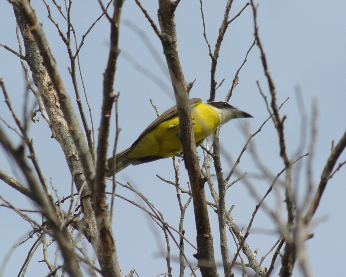 Boat-billed Flycatcher - ML613527186