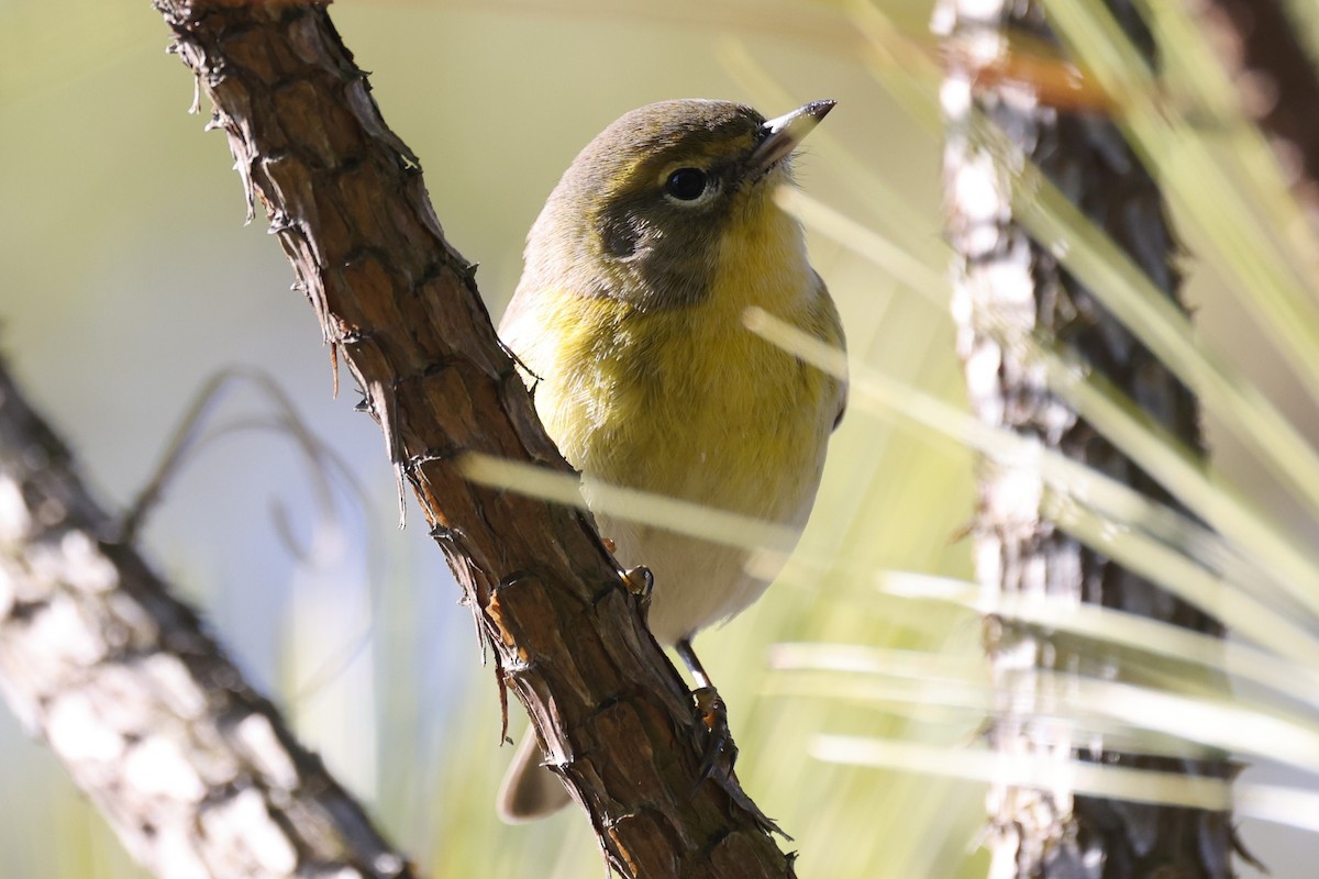 Pine Warbler - Kathy Richardson