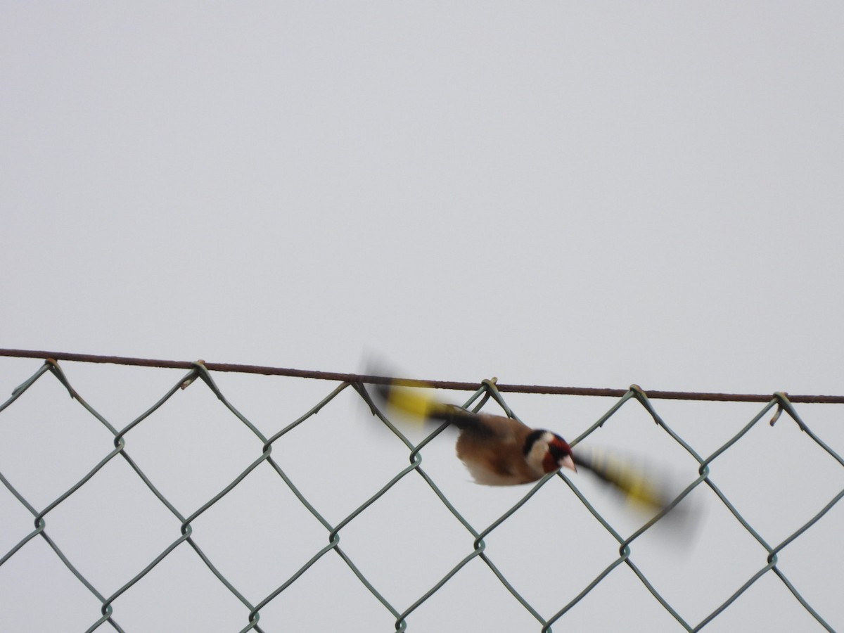 European Goldfinch - Miguel Hernández Santana