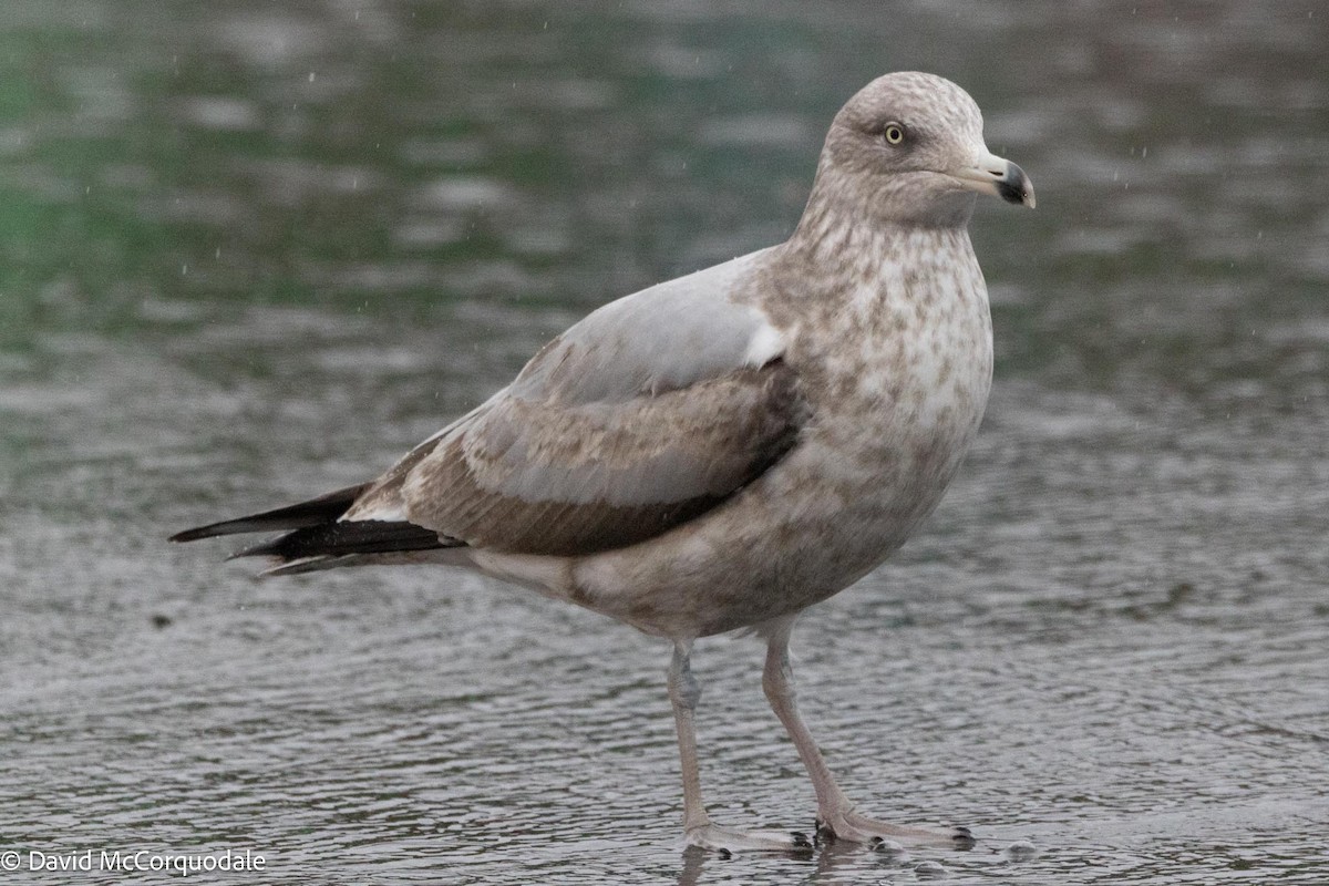 Gaviota Argéntea (americana) - ML613527282