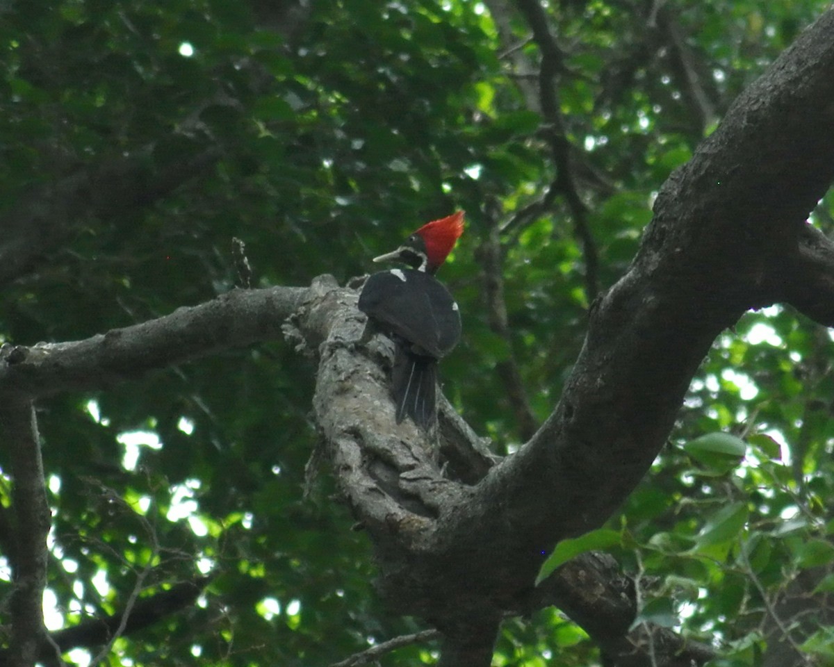 Lineated Woodpecker - Miguel Mota