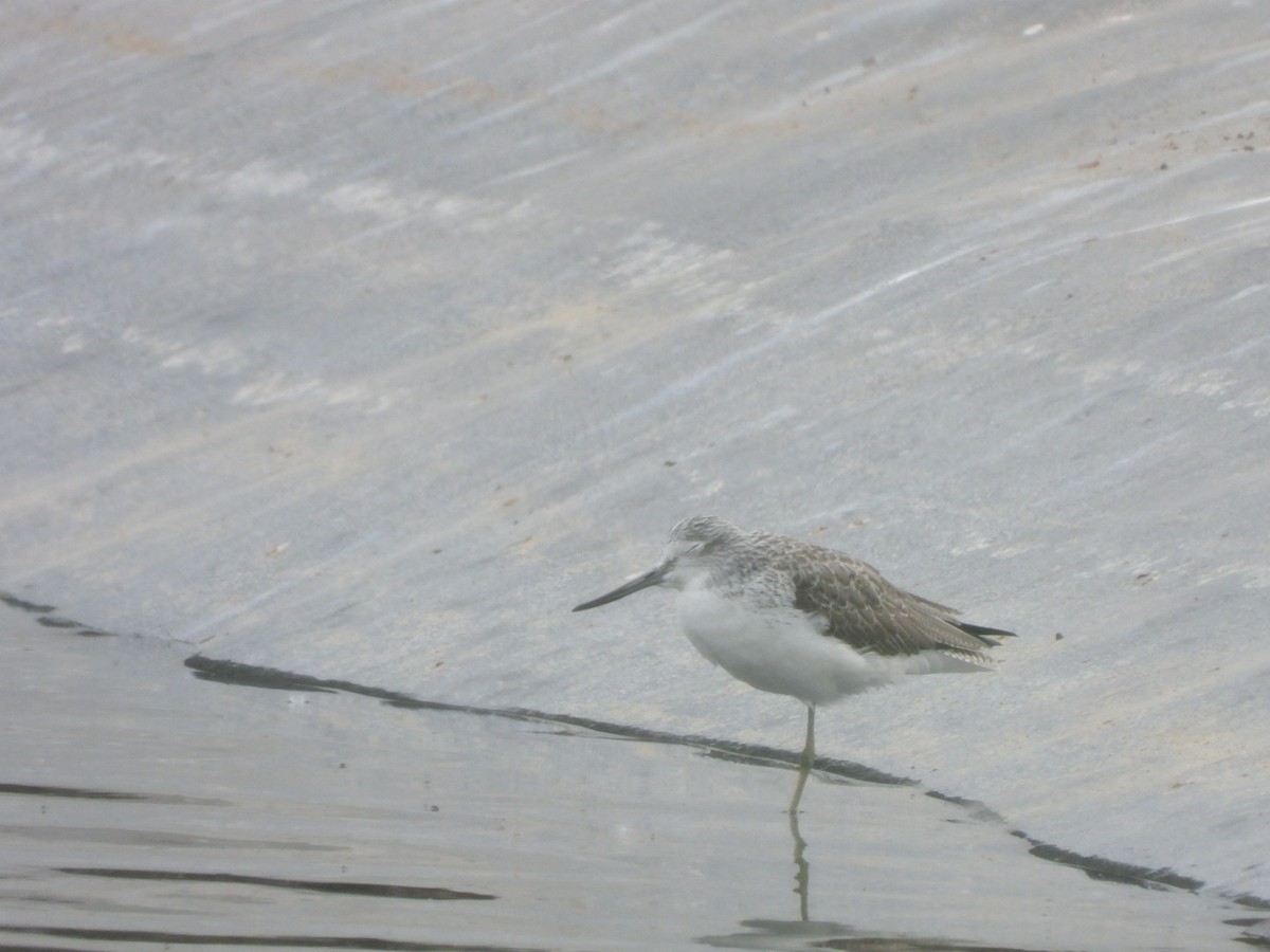 Common Greenshank - Miguel Hernández Santana