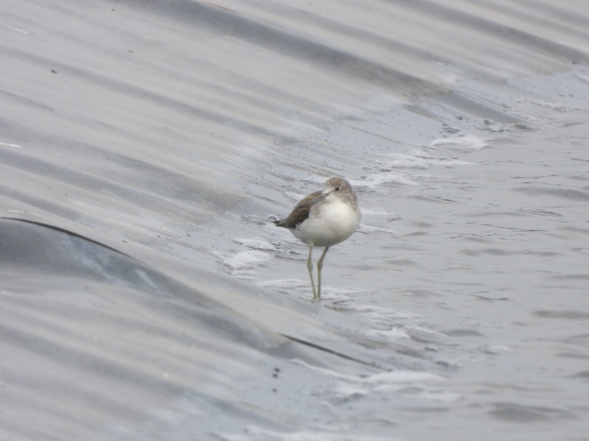 Common Greenshank - Miguel Hernández Santana