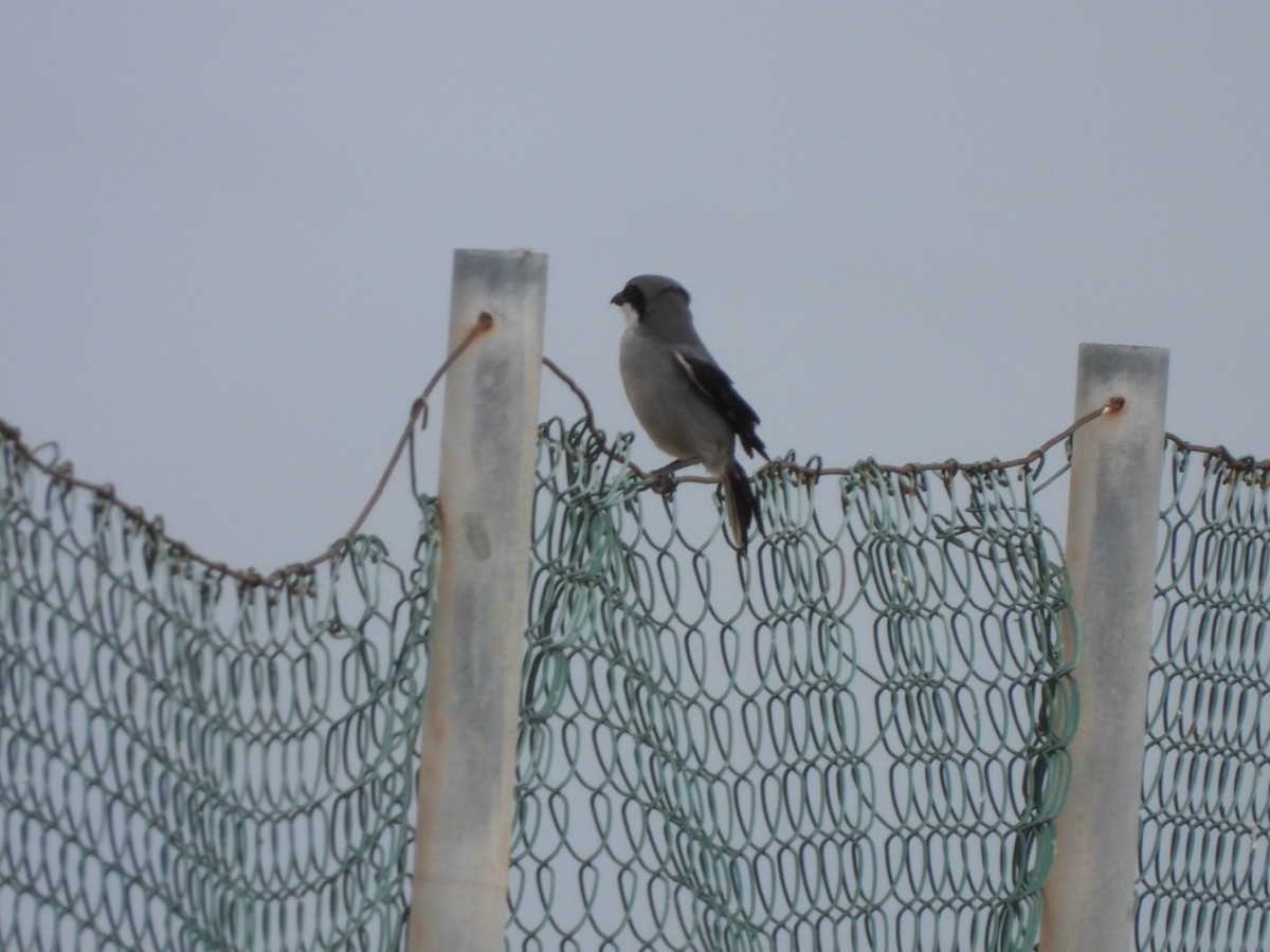 Great Gray Shrike - Miguel Hernández Santana