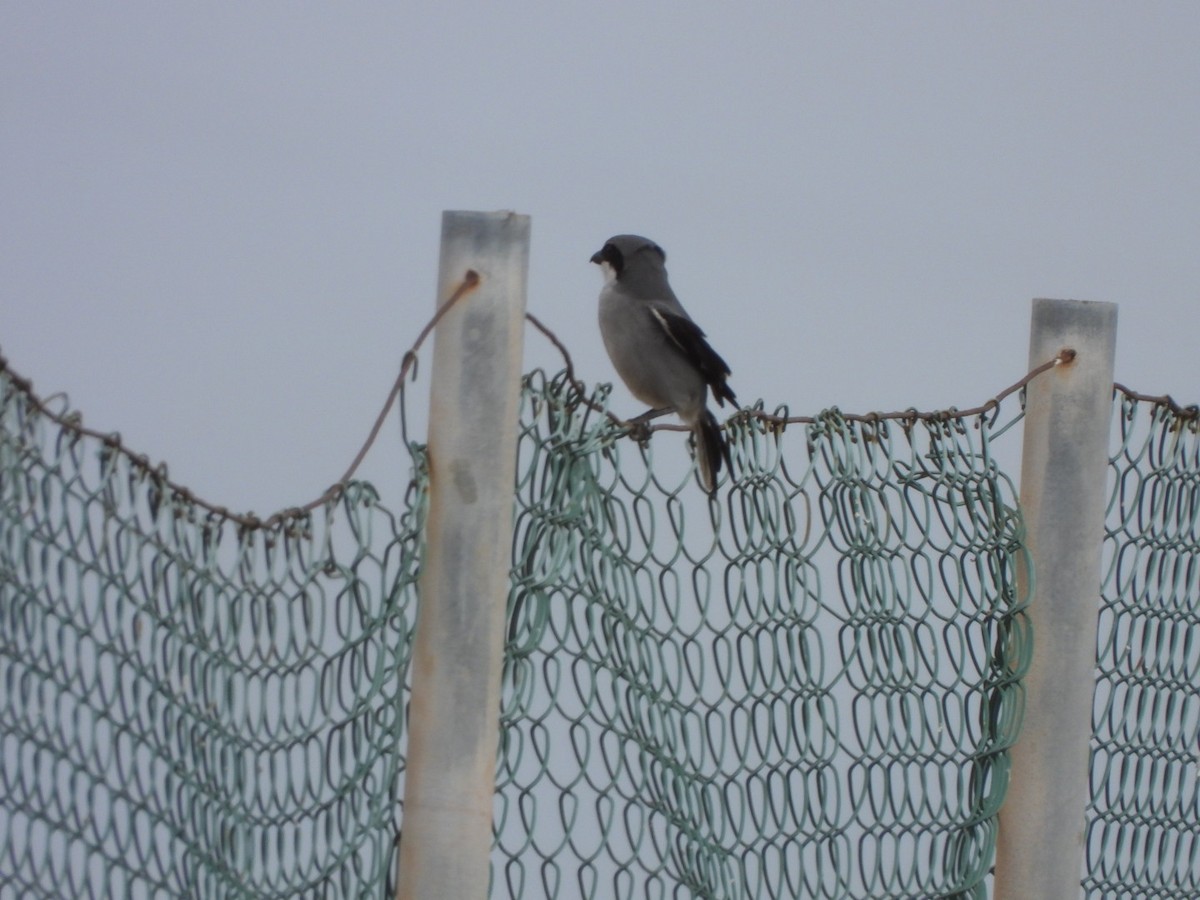 Great Gray Shrike - Miguel Hernández Santana