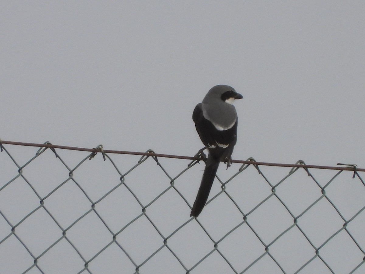 Great Gray Shrike - ML613527395