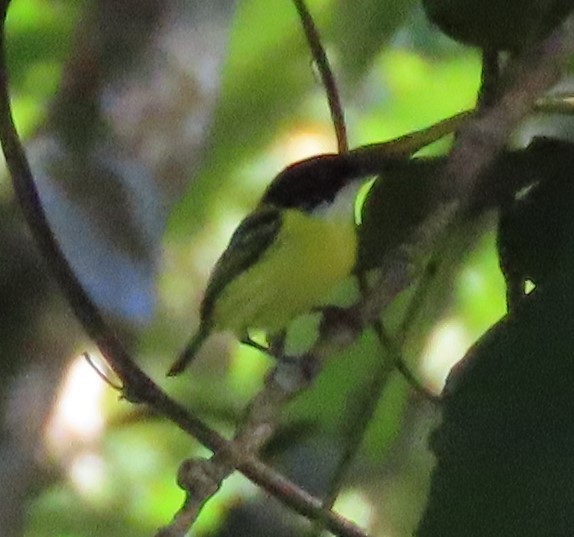 Black-headed Tody-Flycatcher - ML613527425