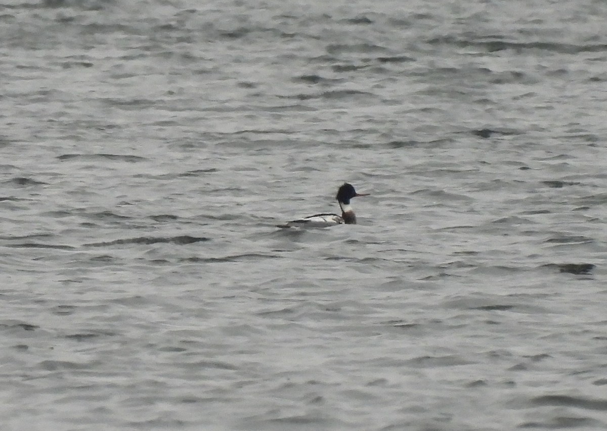 Red-breasted Merganser - ML613527432