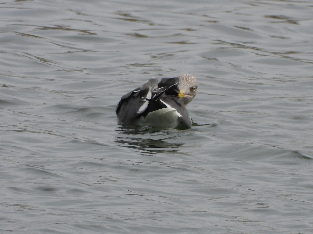 Lesser Black-backed Gull - ML613527487