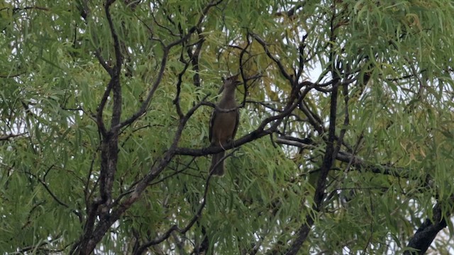 Great Bowerbird - ML613527668