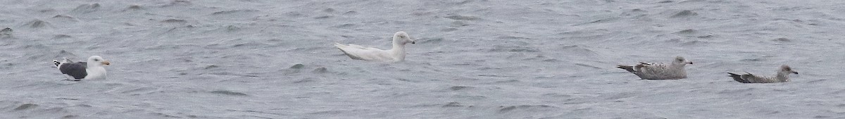 Glaucous Gull - ML613527736