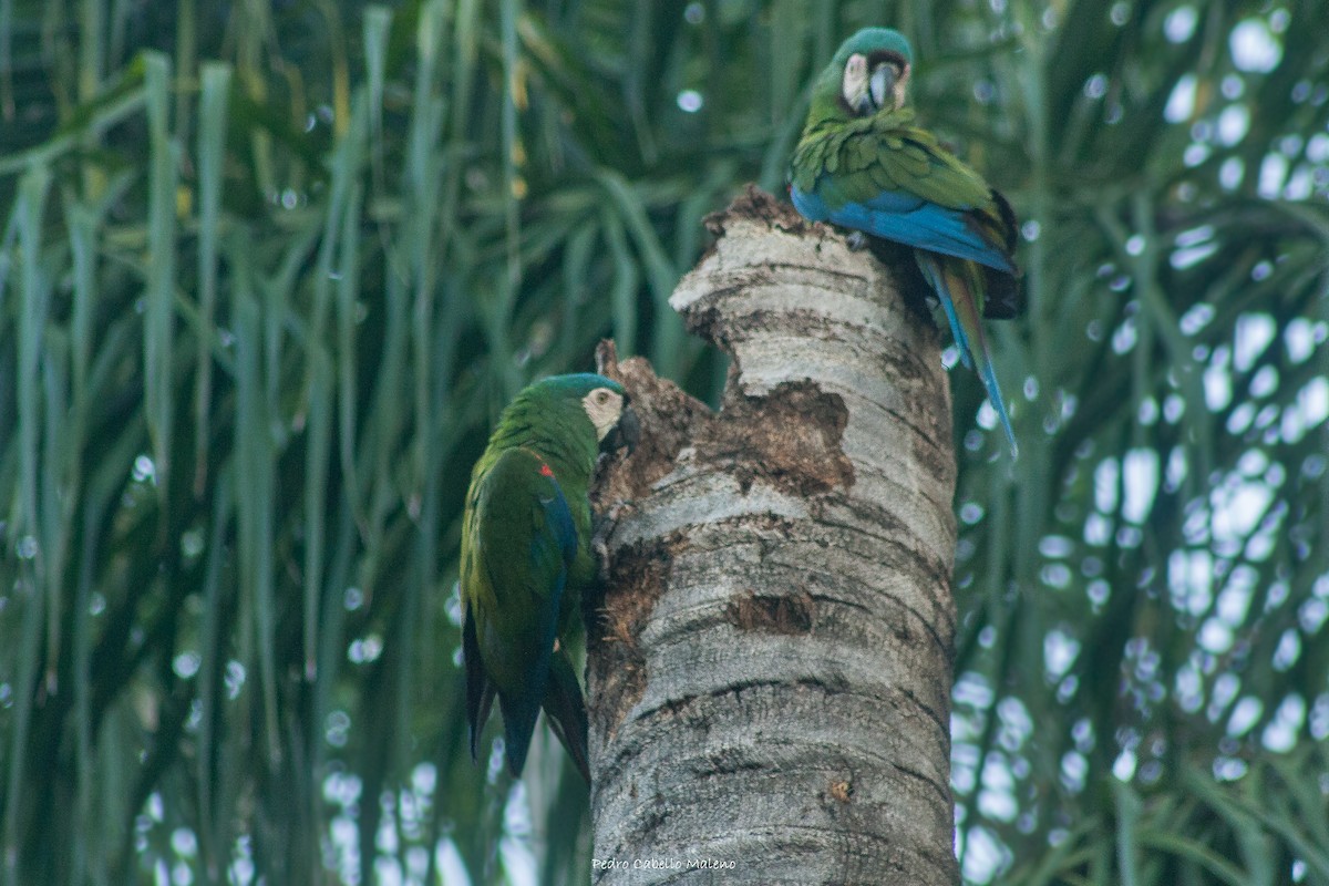 Chestnut-fronted Macaw - Pedro Cabello Maleno