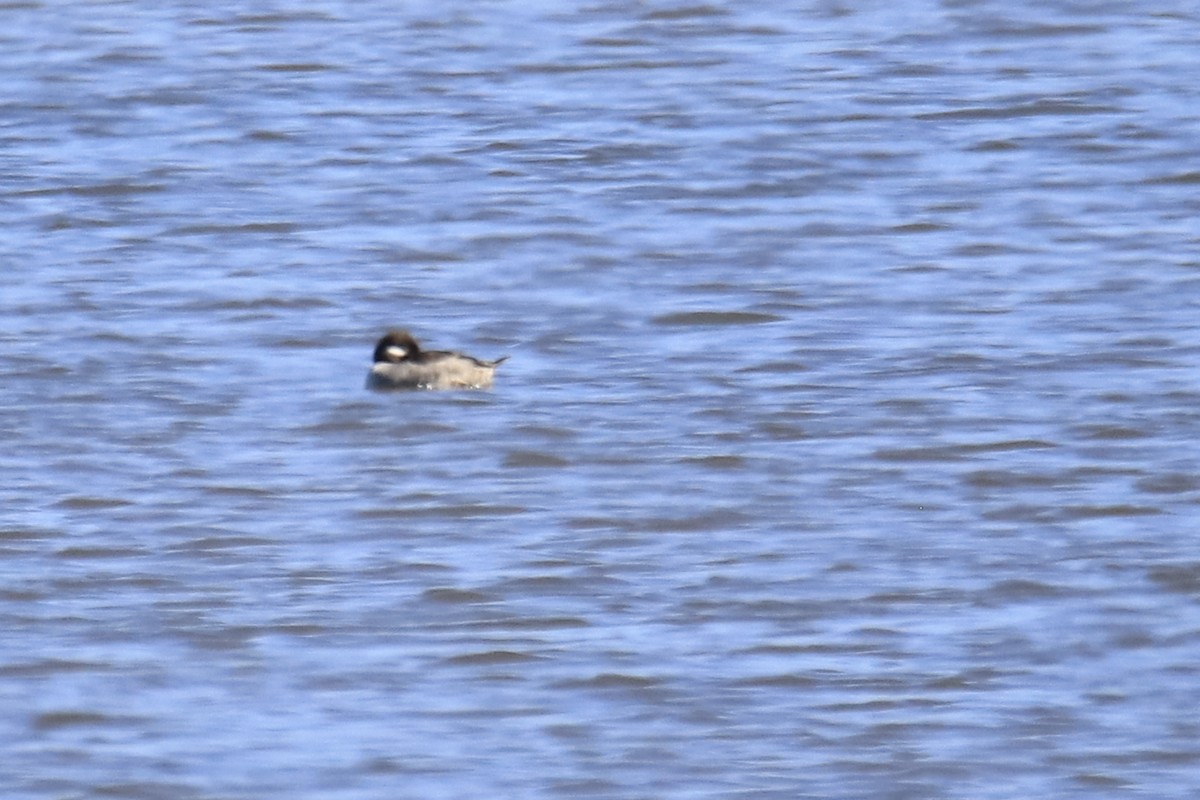 Bufflehead - ML613527824