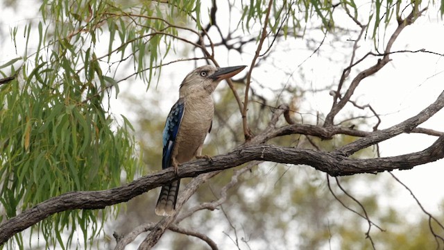 Martin-chasseur à ailes bleues - ML613527827