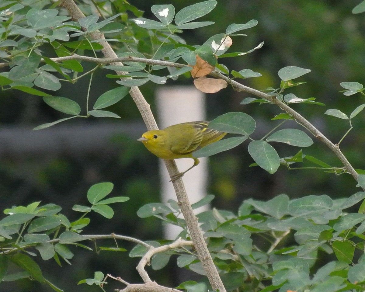 Yellow Warbler - Miguel Mota